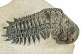 Detailed Crotalocephalina Trilobite - Atchana, Morocco #252412-5